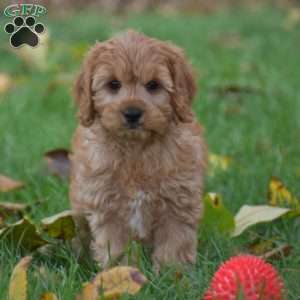 Jordan, Cavapoo Puppy
